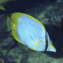 Chaetodon ocellatus Bloch, 1787