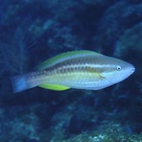 Scarus taeniopterus Desmarest, 1831