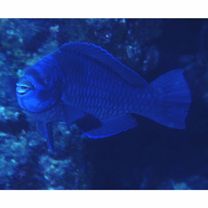 Scarus coelestinus Valenciennes, 1839