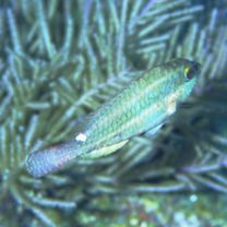 Sparisoma aurofrenatum (Valenciennes, 1839)