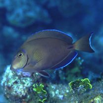 Acanthurus bahianus Castelnau, 1855