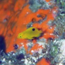 Stegastes planifrons (Cuvier, 1830)