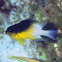 Stegastes partitus (Poey, 1867)