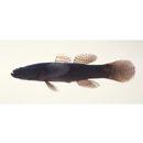 Eleotris fusca (Schneider, 1801)