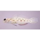 Ctenogobiops feroculus Lubbock et Polunin, 1977