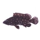 Epinephelus coeruleopunctatus (Bloch, 1790)