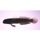 Cryptocentroides insignis (Seale, 1910)