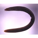 Echidna rhodochilus Bleeker, 1863