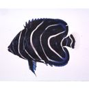 Pomacanthus semicirculatus (Cuvier, 1831)