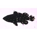 Epinephelus coeruleopunctatus (Bloch, 1790)