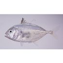 Caranx papuensis Alleyn et Macleay, 1877