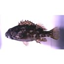 Cirrhitus pinnulatus (Schneider, 1801)