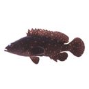 Epinephelus coeruleopunctatus (Bloch, 1790)