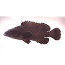 Epinephelus coeruleopunctatus (Bloch, 1790)