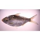 Nematalosa come (Richardson, 1846)