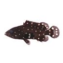 Epinephelus coeruleopunctatus (Bloch, 1790)