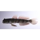 Cryptocentrus melanopus (Bleeker, 1860)