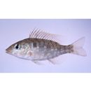 Lethrinus genivittatus Valenciennes, 1830