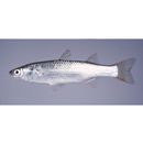 Chelon lauvergnii (Eydoux et Souleyet, 1850)