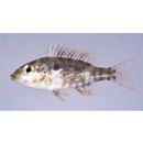 Lethrinus genivittatus Valenciennes, 1830