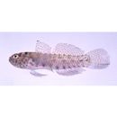 Eviota abax (Jordan et Snyder, 1901)