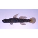 Rhinogobius sp. OR (morphotype Shinjiko)