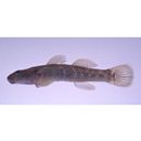 Rhinogobius sp. OR (morphotype Shinjiko)