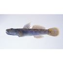 Rhinogobius sp. OR (morphotype Shinjiko)