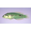 Novaculoides macrolepidotus (Bloch, 1791)