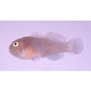 Gobiodon quinquestrigatus (Valenciennes, 1837)