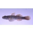 Rhinogobius flumineus (Mizuno, 1960)