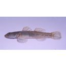 Rhinogobius flumineus (Mizuno, 1960)