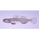 Gymnogobius macrognathos (Bleeker, 1860)