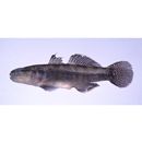 Tridentiger bifasciatus Steindachner, 1881