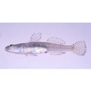 Gymnogobius macrognathos (Bleeker, 1860)