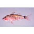 Parupeneus indicus (Shaw, 1803)