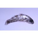 Redigobius bikolanus (Herre, 1927)