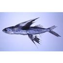 Cypselurus furcatus (Mitchill, 1815)