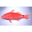 Parupeneus spilurus (Bleeker, 1854)