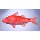 Parupeneus spilurus (Bleeker, 1854)