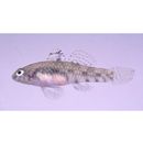 Redigobius bikolanus (Herre, 1927)