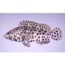 Epinephelus merra Bloch, 1793