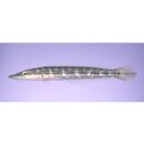 Cheilio inermis (Forsskal, 1775)