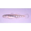 hybrid complex of Rhinogobius sp. OR