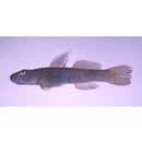 Rhinogobius sp. OR (morphotype Shinjiko)