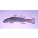 Rhinogobius sp. OR (morphotype Shinjiko)