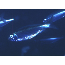 Sardinella zunasi (Bleeker, 1854)