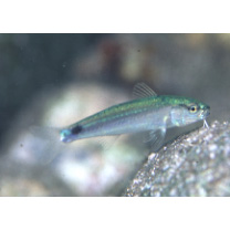 Parupeneus indicus (Shaw, 1803)