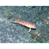 Parapercis multifasciata Doderlein, 1884