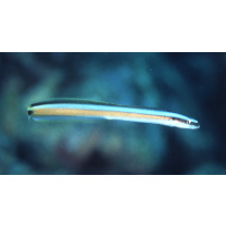 Gunnellichthys curiosus Dawson, 1968